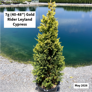 May 2026 Gold Rider Leyland Cypress Website